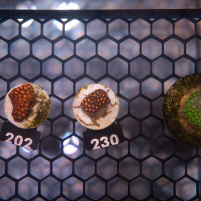 Goniopora 230