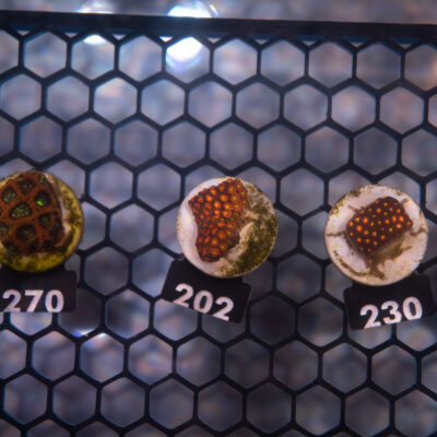 Goniopora 202