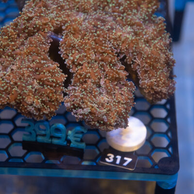 Euphyllia 317
