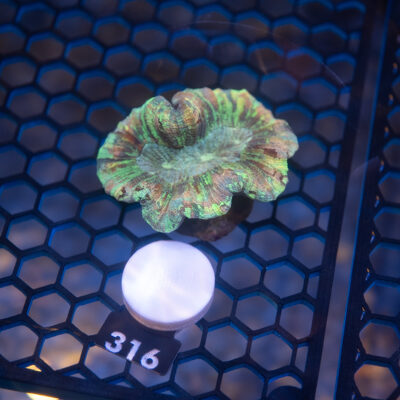 Trachyphyllia 316
