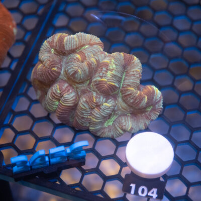 Trachyphyllia 104