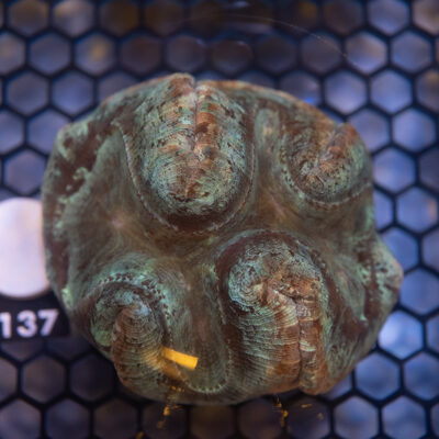 Trachyphyllia 137