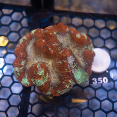 Trachyphyllia 350