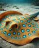 Rochen im Meerwasseraquarium: Ein umfassender Leitfaden