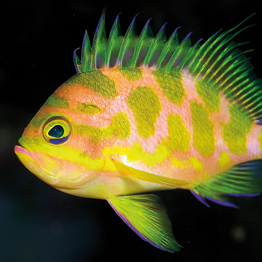 Odontanthias borbonius Nahaufnahme